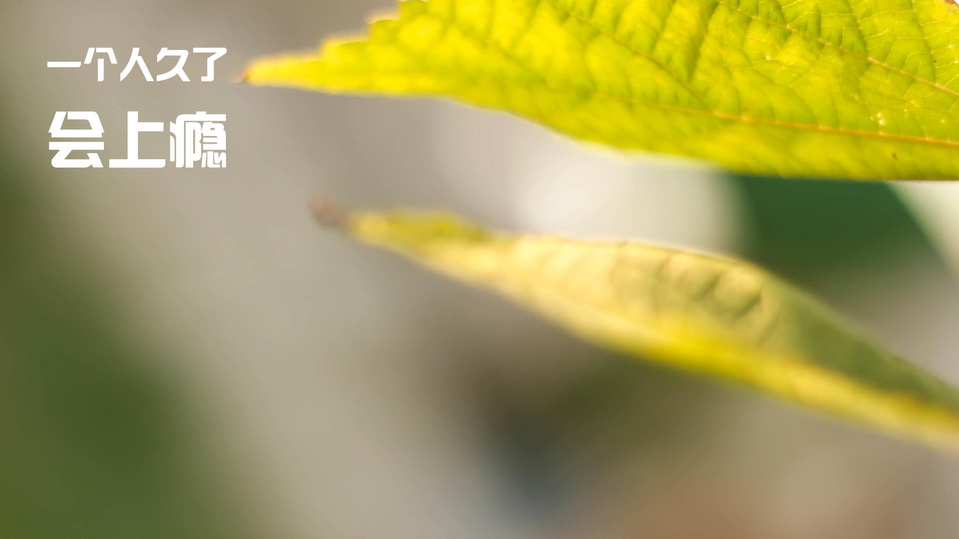 随机青训创新融合国际先进理念，打造具有中国特色的青少年足球体系