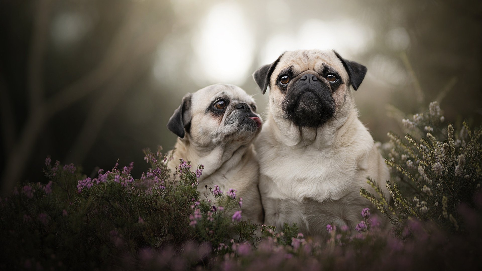 随机RB莱比锡力克对手，提升积分榜排名，rb莱比锡足球俱乐部