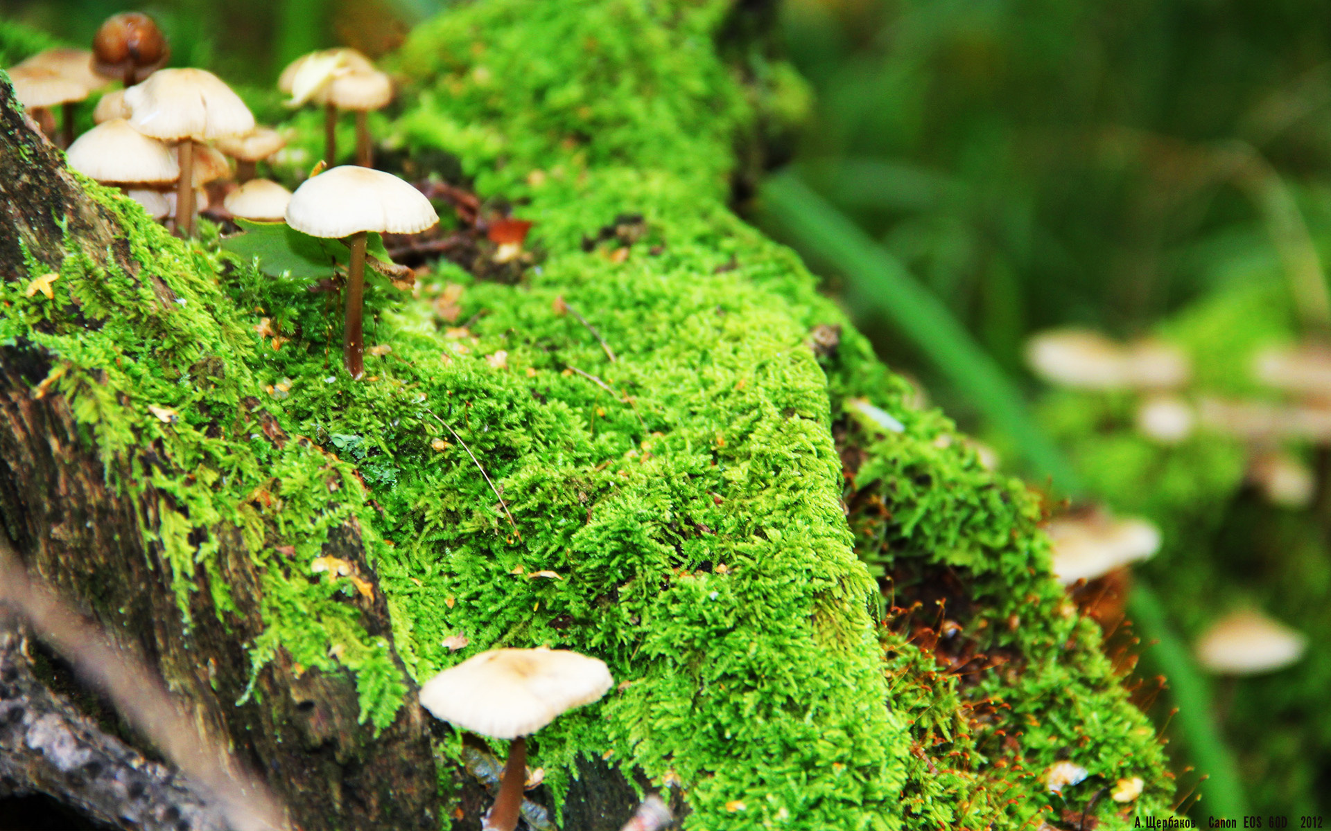 随机一场硬仗在等着上海申花，他们已做好准备，上海申花最新阵容调整