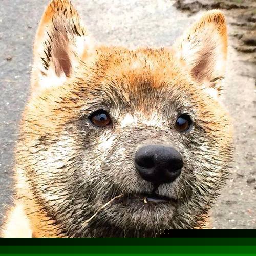 随机伯恩利战绩低迷，高层紧急开会商讨对策，伯恩利市