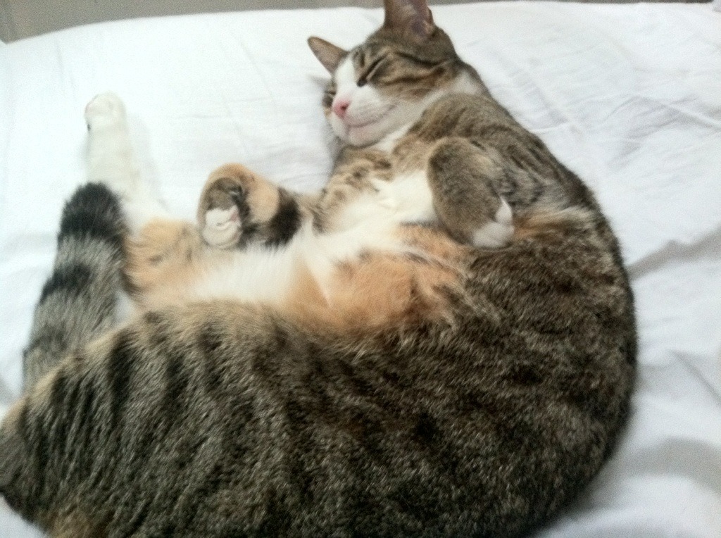 随机克罗地亚击败保加利亚，欧洲国家联赛取得突破，克罗地亚对