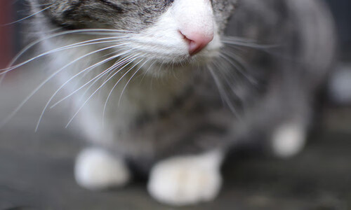 随机国足绝佳表现，成功进军国际赛八强，国足挺进八强