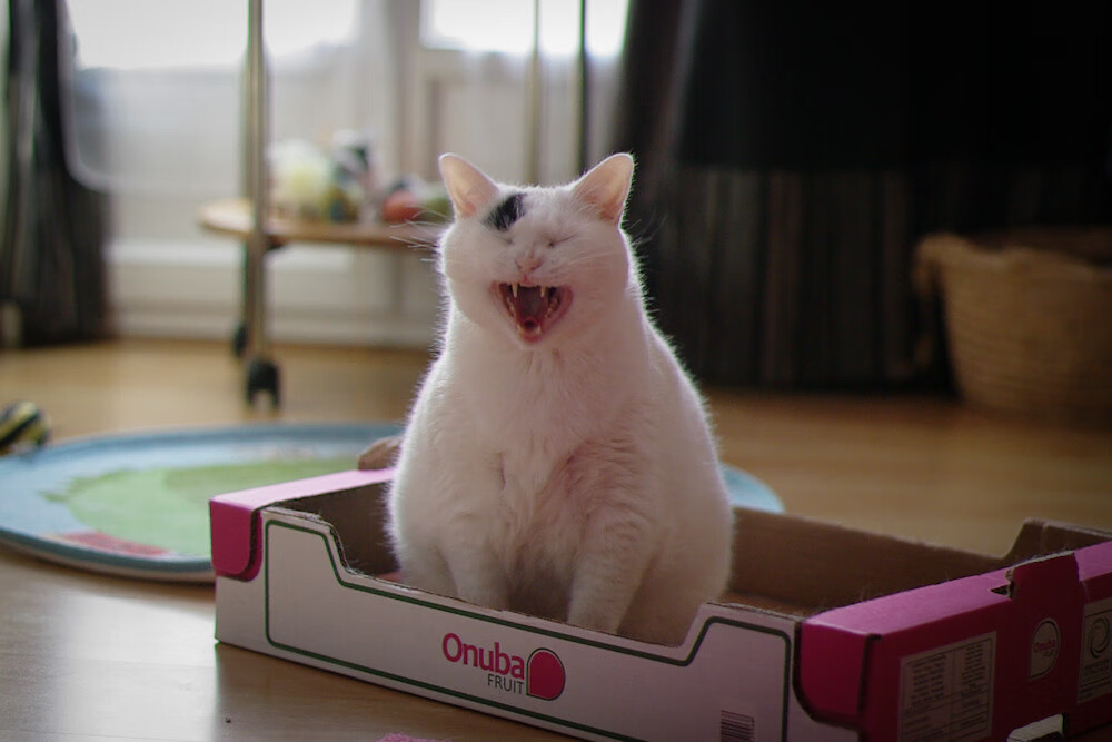 天使队进攻节奏快速,迅速拉开比分优势,天使 全场最佳