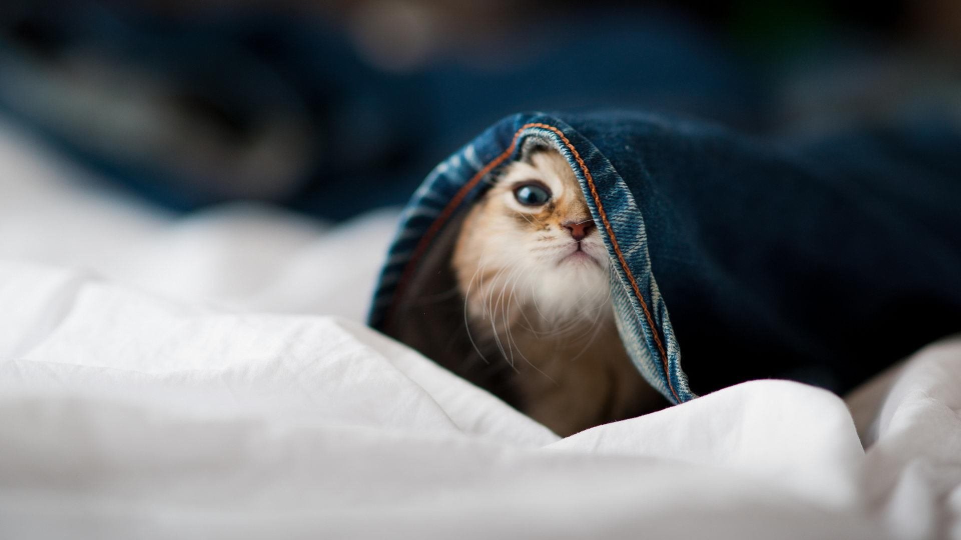 广州龙狮球队比赛心态逐渐成熟,广州龙狮队老板是哪里人