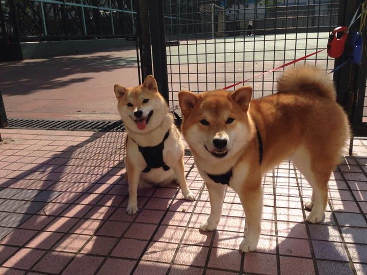 法国举办篮球知识讲座，法国篮球赛制