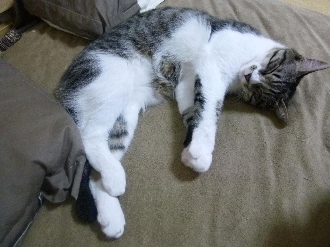 沃特福德后防坚固,黄蜂军团誓夺关键三分,沃特福德和多特蒙德谁是大黄蜂