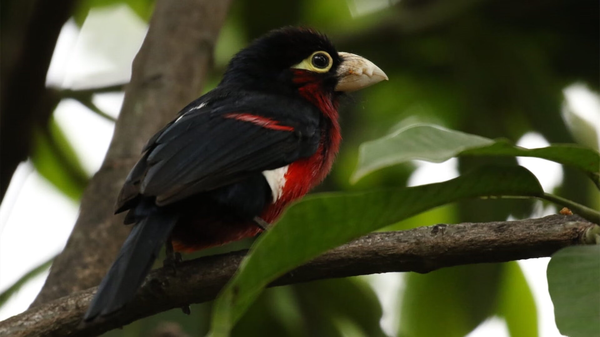 球队备战新赛季CBA联赛,全力以赴备战,cba2021至2022新球队