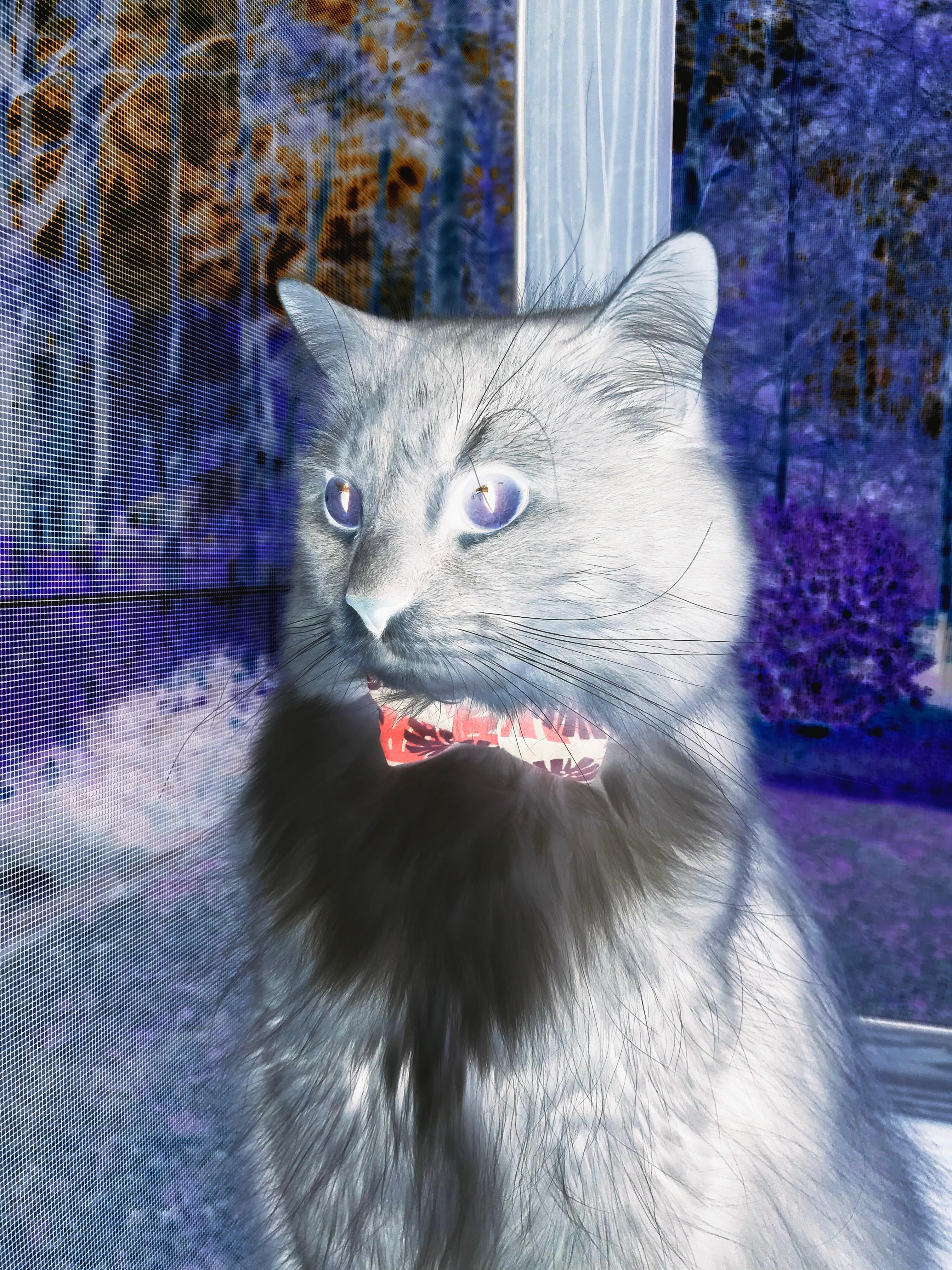 随机阿根廷队备战世界杯预选赛，目标提前出线，阿根廷队世预赛大名单