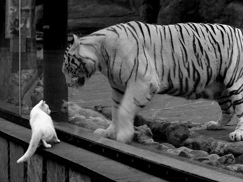 中甲俱乐部战术体系分析，中甲参赛队