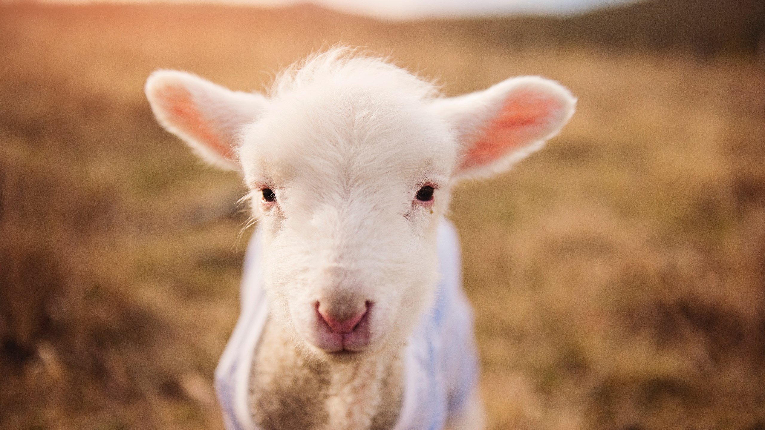 国足场上球员配合效率与得分回合比照,国足比赛技术统计