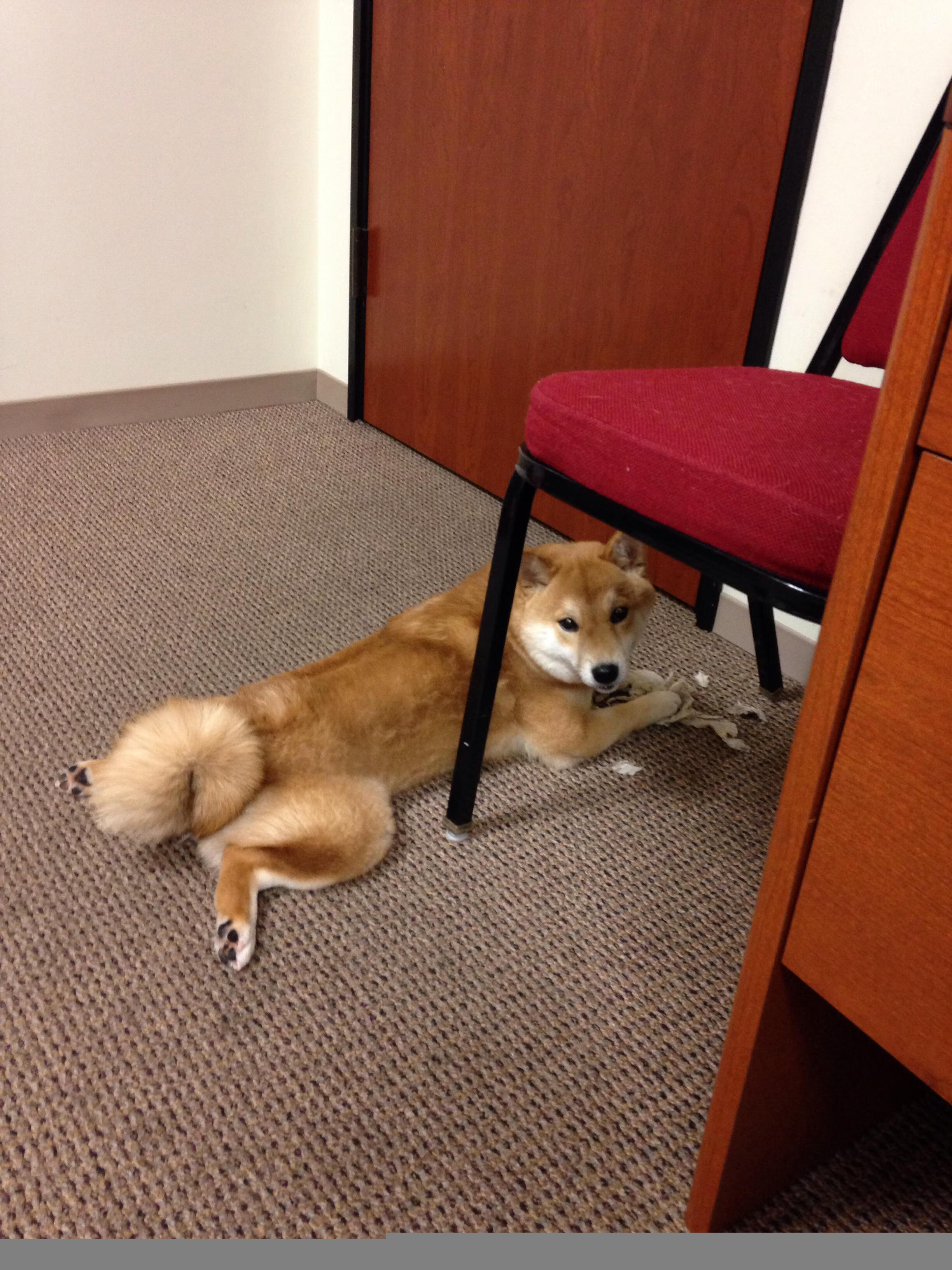 2024国际乒联混合团体世界杯:瑞典队的进攻与防守新战术,瑞典世界乒乓球赛