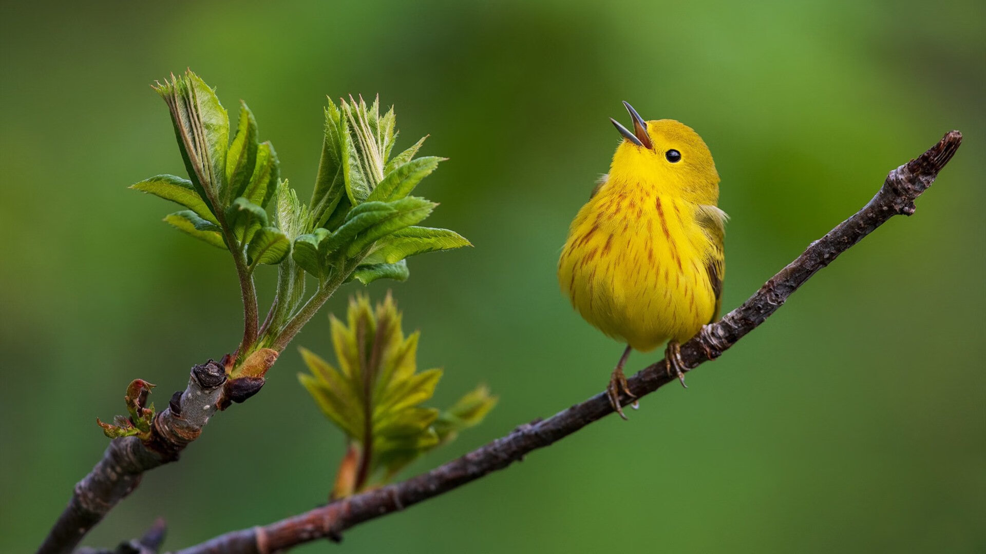 爱游戏登录入口-中立B男子接力队默契初显，男子接力中国队