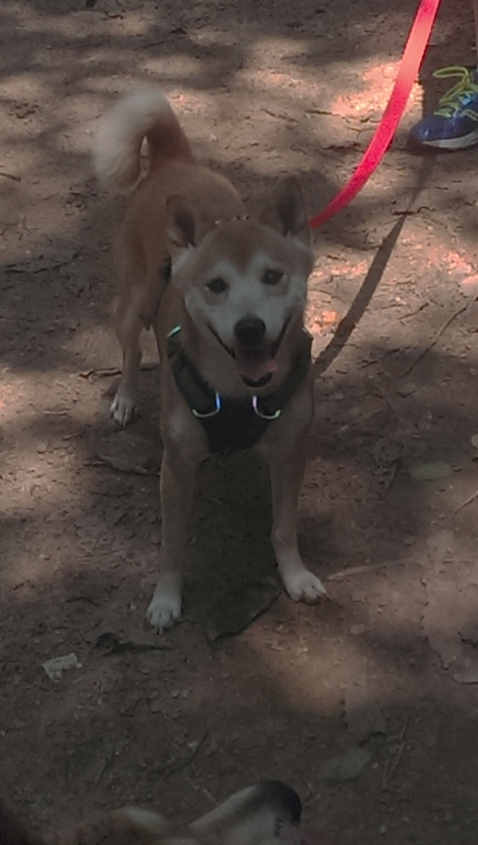 爱游戏体育-国家队常年无队魂核心人物引领，国家队队员有什么待遇