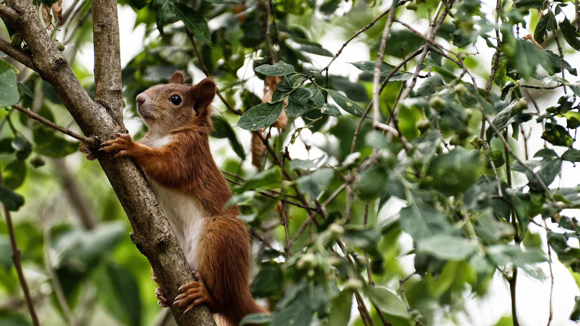 -解析埃及赛制：赛事设置如何推动乒乓技术发展，埃及乒乓球名将