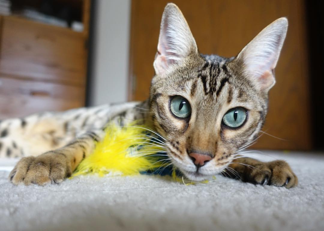 青少年滑板巡回赛天津站落幕精彩不断,2020年滑板比赛