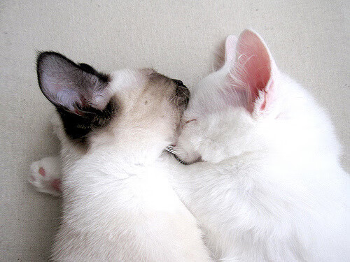 国家举重管理中心举办训练科学化论坛,国家举重队领队 是谁