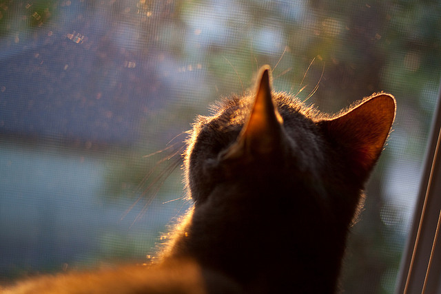 巴西队在南美预赛中领先,晋级在望