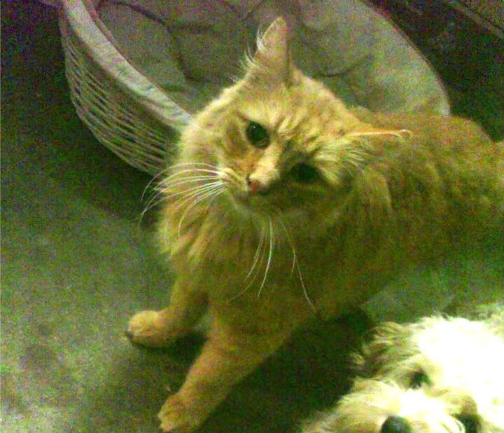 意甲团队协作：默契无间，赢取胜利！，意甲队伍