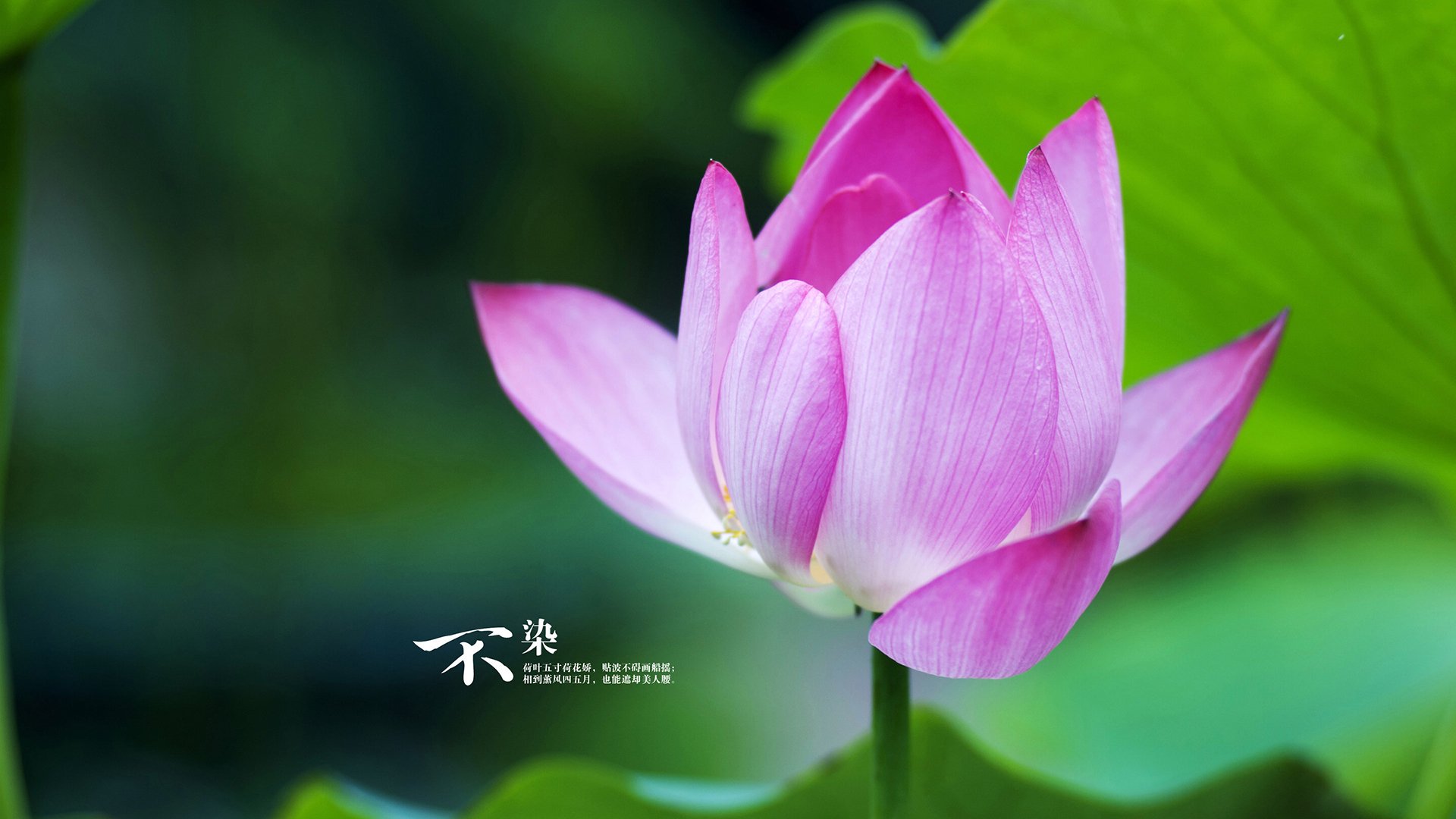 科特迪瓦男篮在非洲锦标赛中扬眉吐气,体育实力持续增强,非洲国家科特迪瓦