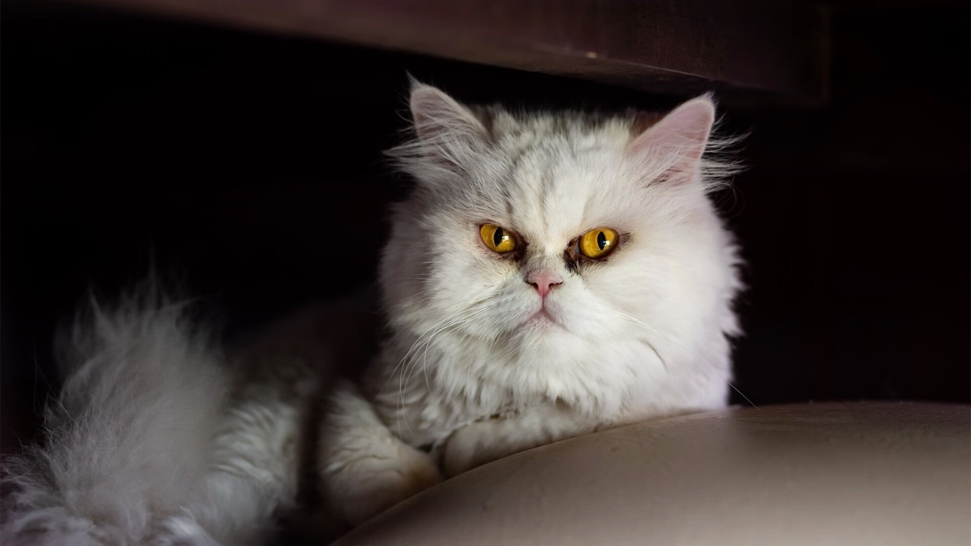 詹姆斯训练中不慎扭伤赛前状态存疑,詹姆斯扭伤图片